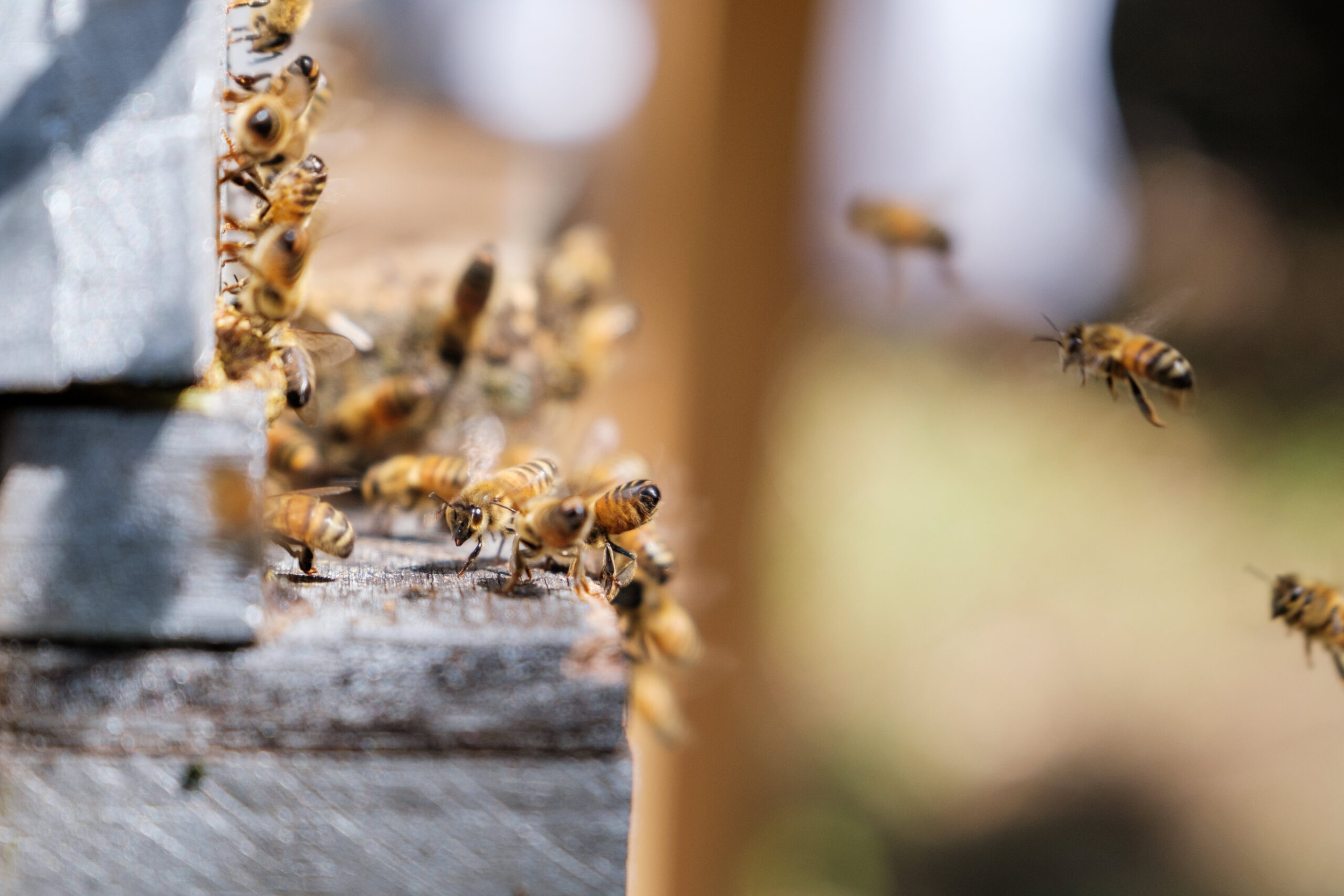 Fiji beekeeping