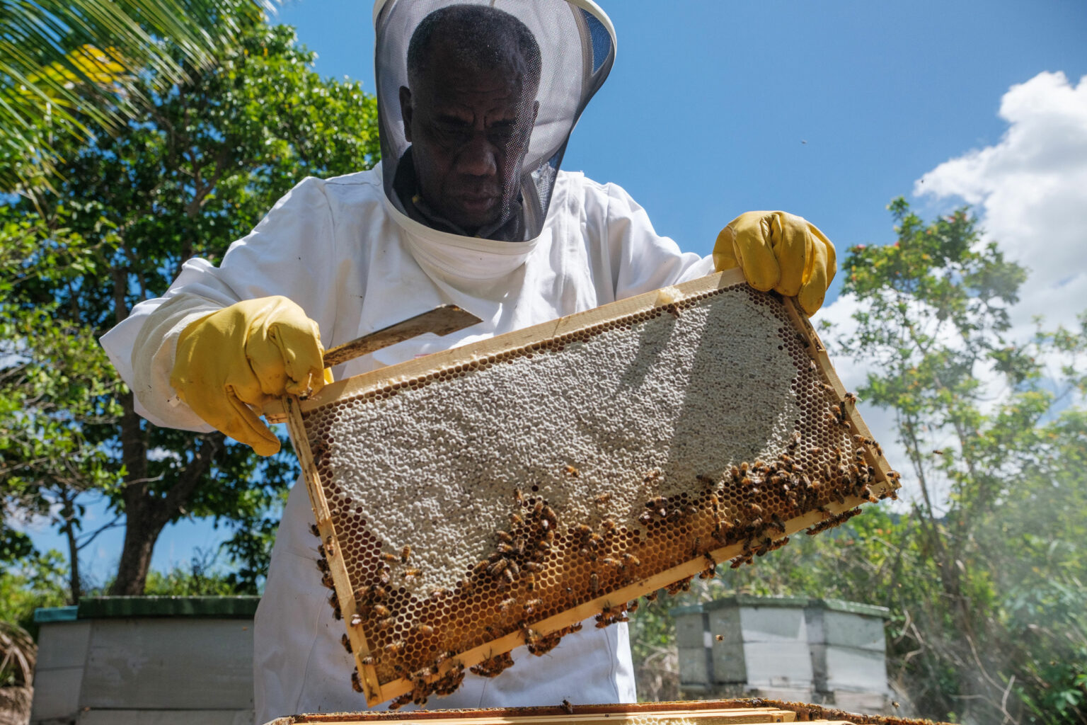 Bee Experience